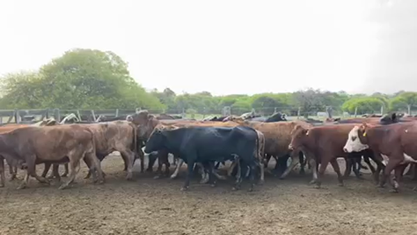 Lote 55 Vacas nuevas C/ gtia de preñez en Pto. Eva Perón, Chaco