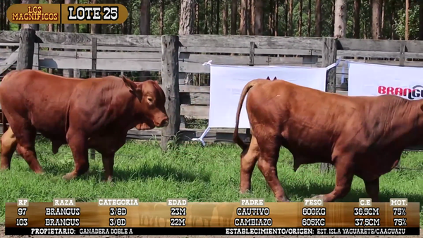 Lote LOTE 25