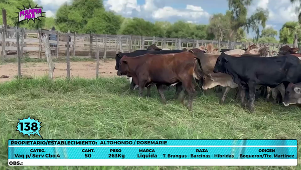 Lote LOTE 138