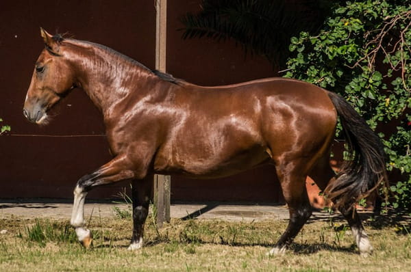 Lote ARRAYAN SAN FRANCISCO 1756