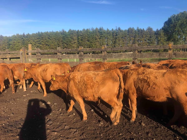 Lote 37 Vaquilla Engorda en Frutillar, X Región Los Lagos