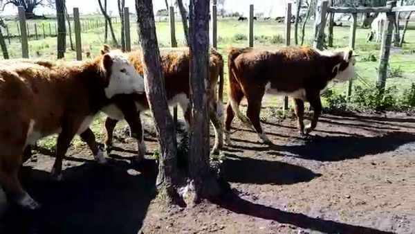 Lote (Vendido)23 Terneras HEREFORD 200kg -  en COLONIA SUIZA