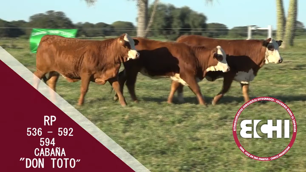 Lote VAQUILLAS P/SERV. BRAFORD CABAÑA DON TOTO