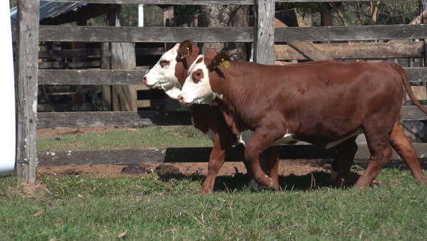 Lote Reproductores Altohondo - Lote 28