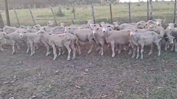 Lote OVEJAS INVERNAR