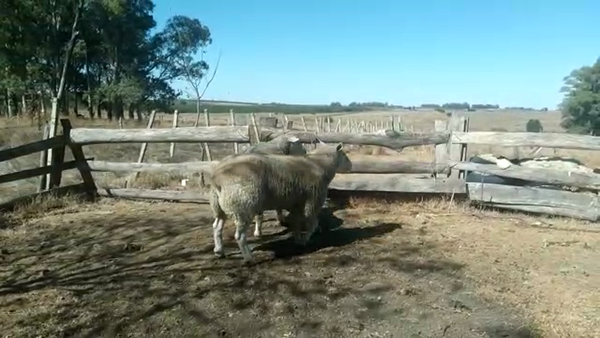 Lote (Vendido)2 Carneros TEXEL - HIGHLANDER en CARDONA