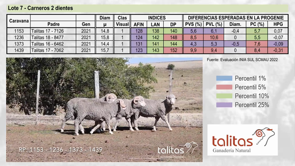 Lote Lote 7 - TALITAS