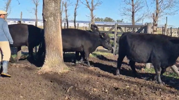 Lote 39 Vacas usadas preñadas