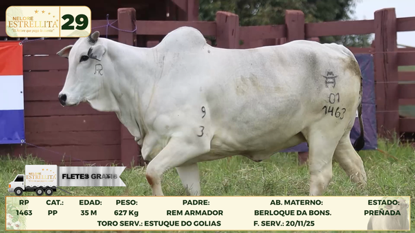 Lote LOTE 29