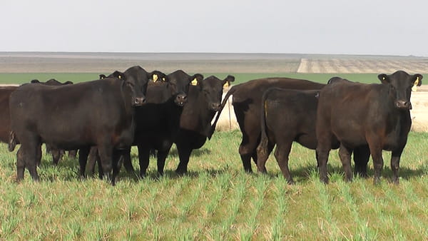 Lote VACAS  ANGUS NEGRAS   P. CONTROLADAS C/ GTIA DE PREÑEZ PARICION OTOÑO