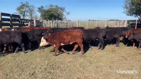 Lote 72 Terneros/as en Gral. Paz, Buenos Aires