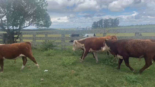 Lote 20 Terneros enteros.