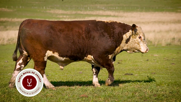Lote TOROS SANTA MARIA DE ARAPEY