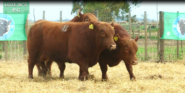 Lote TOROS PUROS CONTROLADOS