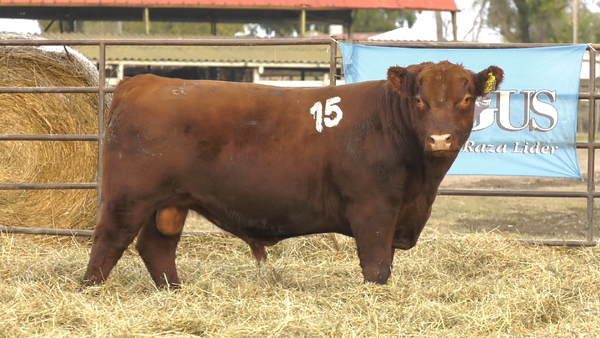 Lote TOROS ANGUS COLORADOS  PC