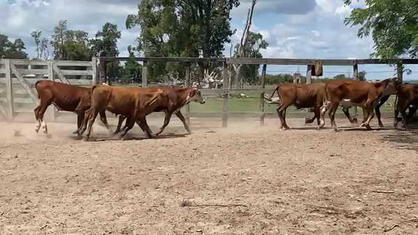 Lote 75 Novillitos