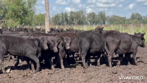 Lote 68 Terneras