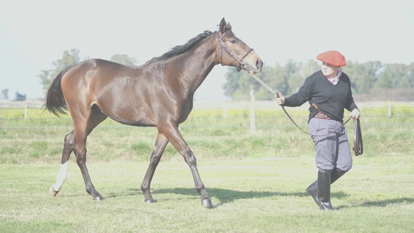 Lote SEBI NIK (NICODEMUS -  SUN SPRINKLE)