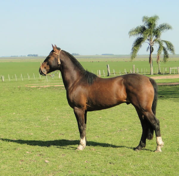 Lote Criollos da Fronteira Cañada Jogo do Osso   RP: 337