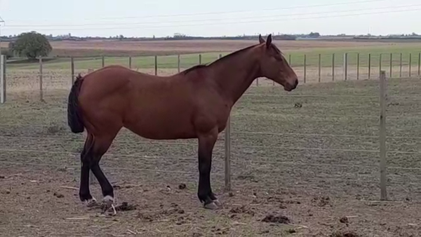 Lote CRUZA CUARTO DE MILLA