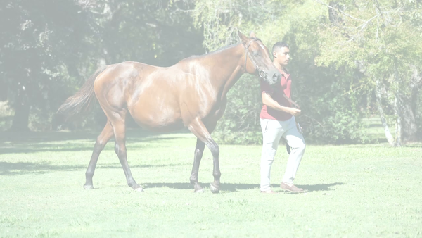 Lote SA MAJESTE (THE LEOPARD - SOMMITE) Preñez por CHE EVASOR