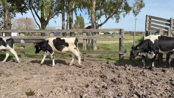 Lote NOVILLOS 1 a 2 AÑOS