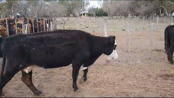 Lote 30 Vacas de invernar en Pellegrini, Buenos Aires