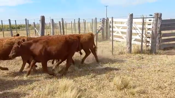 Lote 24 Terneros/as en Buenos Aires, Daireaux