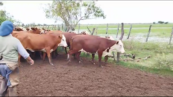 Lote 45 Vaquillonas en Esquina, Corrientes