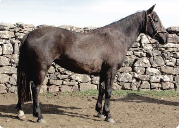 Lote Arpia Gaitera