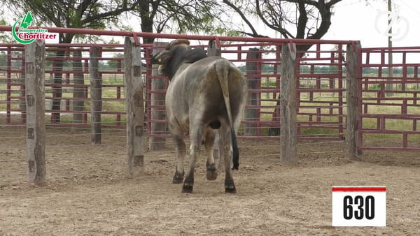 Lote Brahman