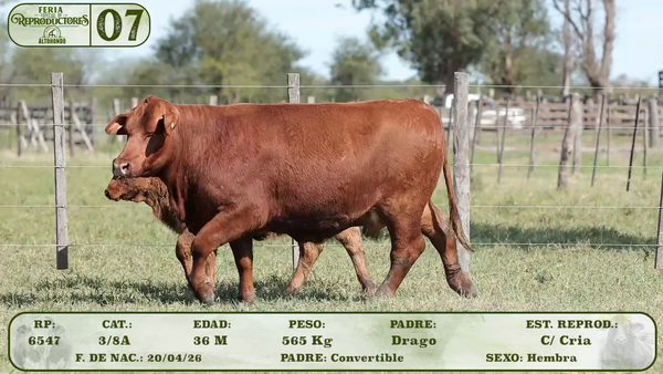 Lote LOTE 7