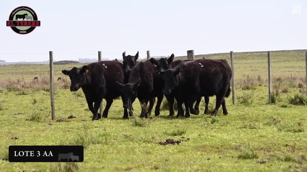 Lote VACAS PREÑADAS
