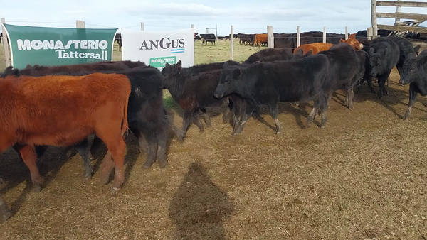 Lote 45 Terneras en Coronel Suarez