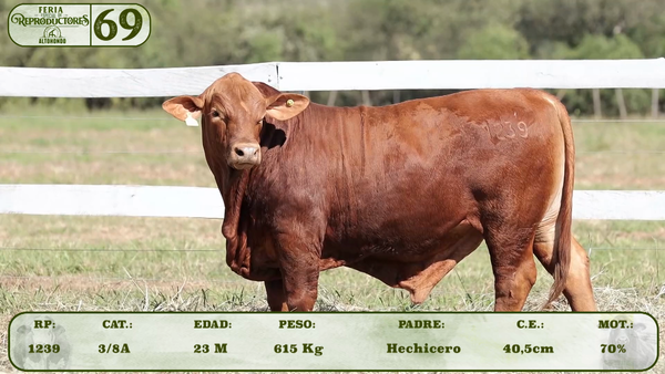 Lote LOTE 69