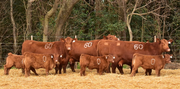 Lote VACAS ANGUS PARIDAS