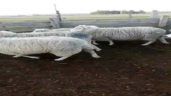 Lote OVEJAS ENCARNERADAS