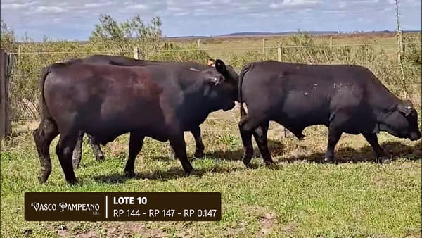 Lote TOROS BRANGUS