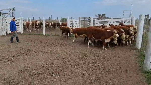 Lote 17 Terneros Braford en Sunchales, Santa Fe