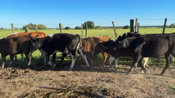 Lote TERNEROS Y TERNERAS