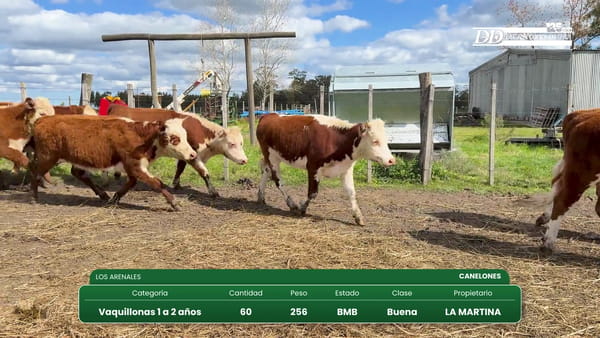 Lote (Vendido)60 Vaquillonas 1 a 2 años 256kg - , Canelones
