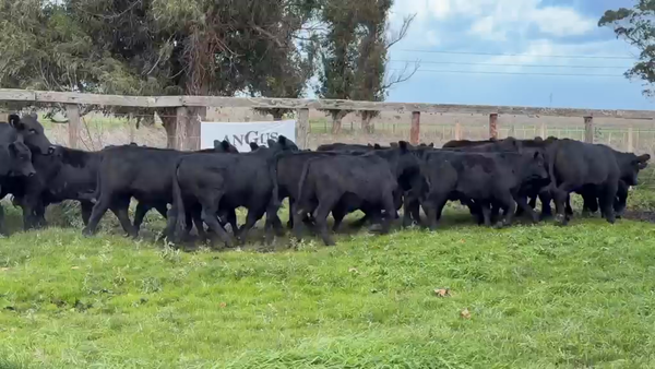 Lote 54 Novillitos en Necochea