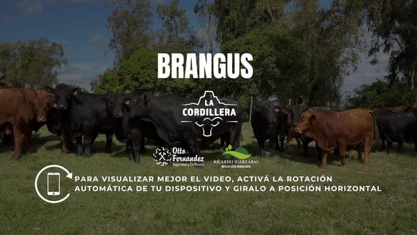 Lote Toros La cordillera