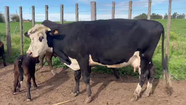 Lote 8 Piezas de cría 520kg - , San José