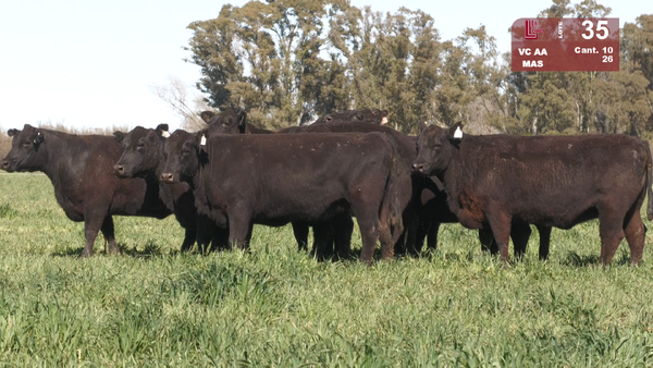 Lote VACAS ANGUS NEGRAS MAS C/GTÍA DE PREÑEZ