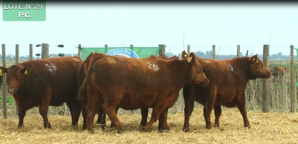 Lote VAQUILLONAS P.C. 15 MESES - PREÑADAS - PARICION PRIMAVERA