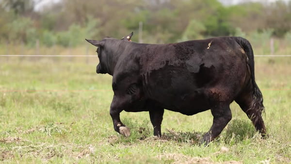 Lote Vaquillonas Brangus PREMIUN - Preñadas - CABAÑA EL CANDIL