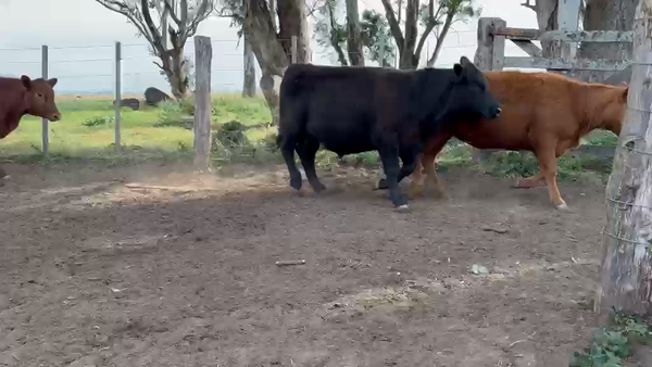 Lote 48 Novillitos y vaquillonas en Bolívas