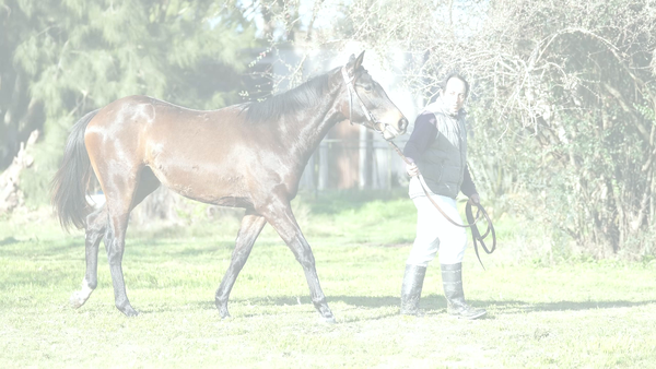 Lote GATUZO (WINNING PRIZE -  IN THE BLOOD )