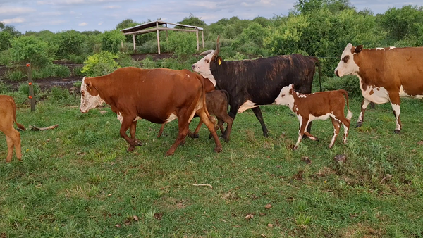 Lote 38 Vacas CUT con cría